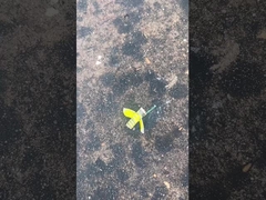 Fuegos artificiales de abejorro seguro, Mandarin Toy Story Fuegos artificiales CECE certificado